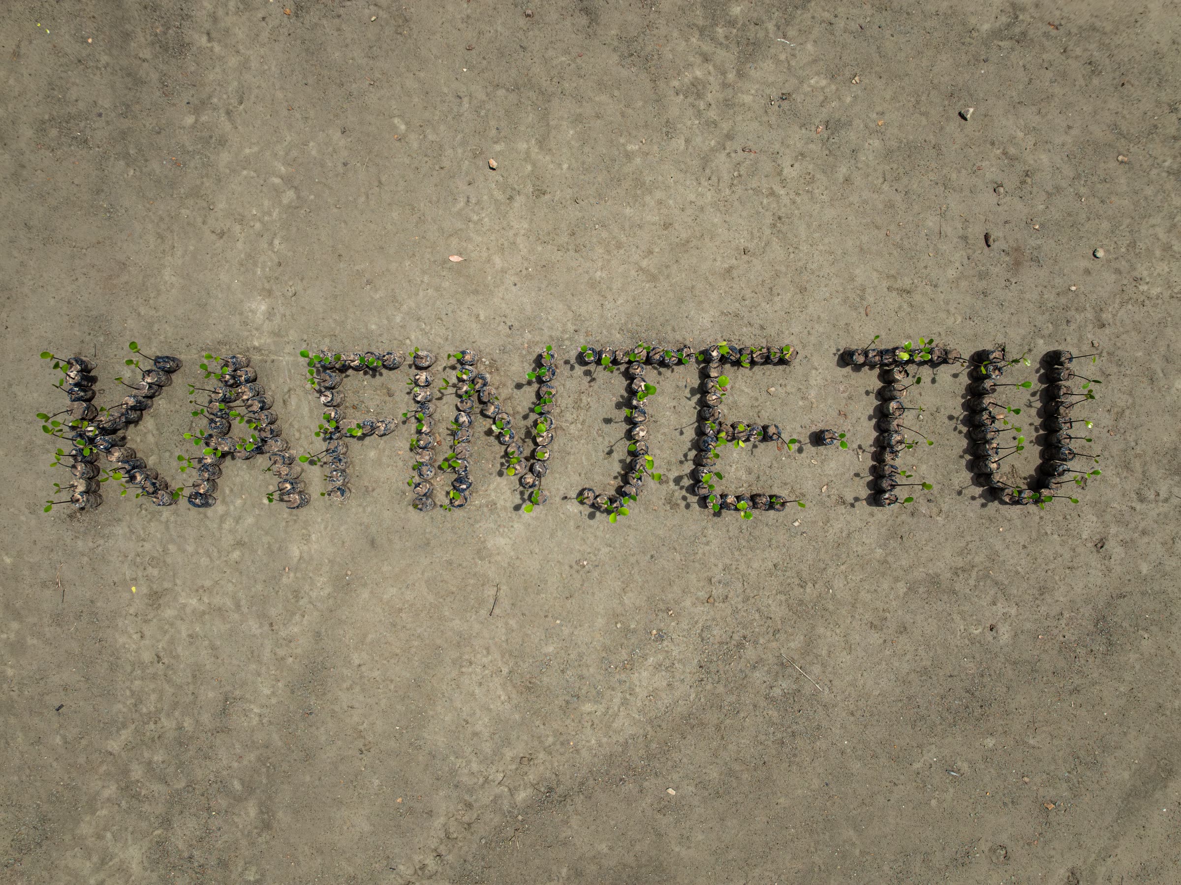 An aerial view of seedlings planted to spell out the words Ka-Finje Tu.