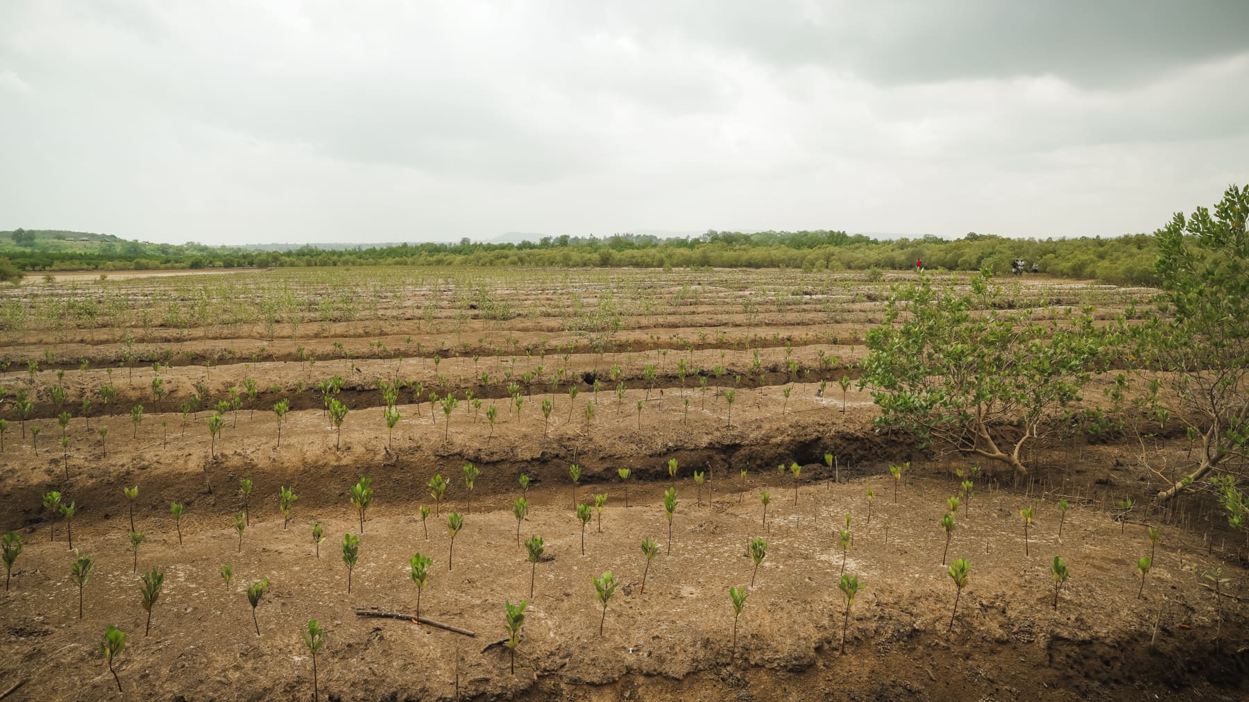 Rows of trenches cut across a coastal restoration site, each lined with newly planted mangrove seedlings