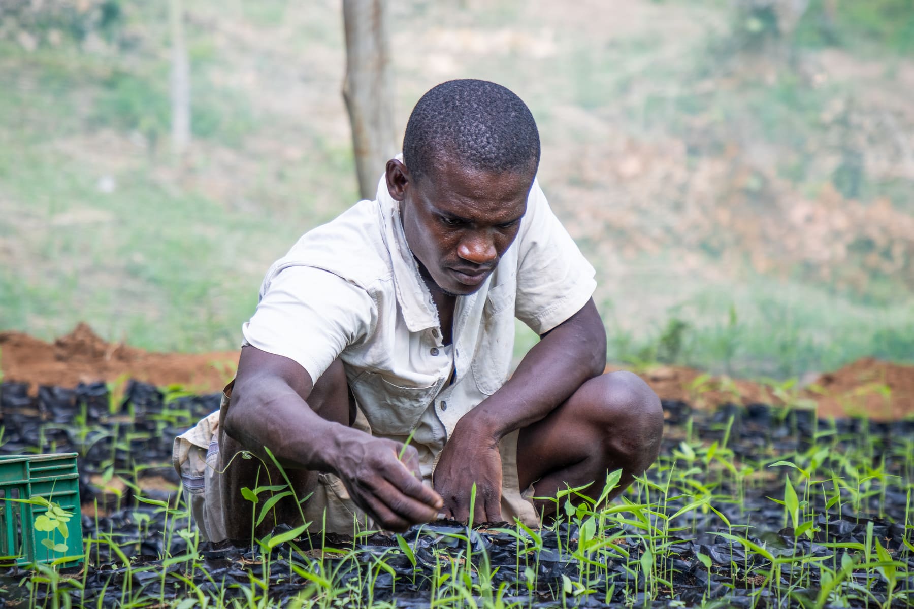 An EarthLungs site worker tending potted seedlings in a nursery bed
