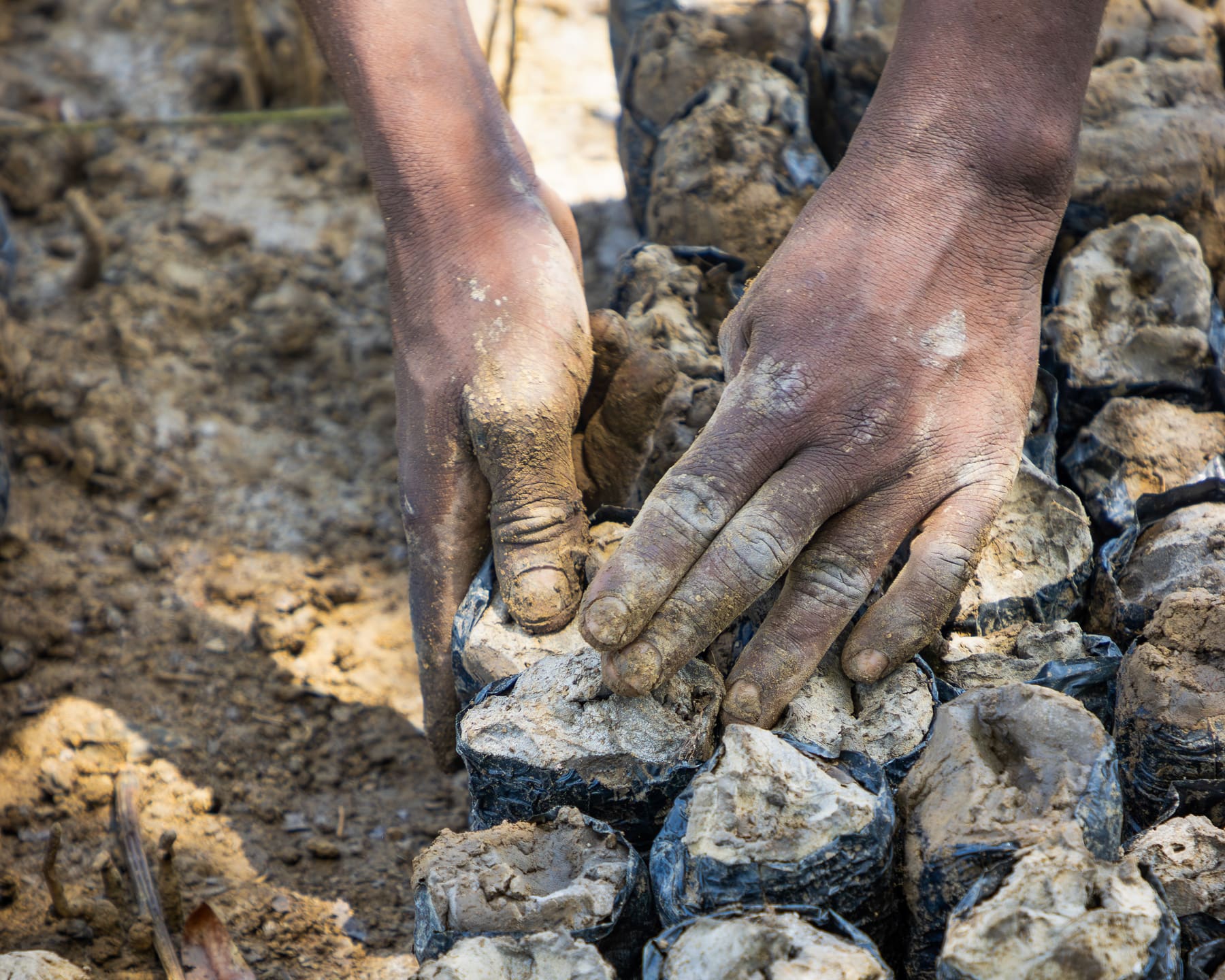 Hands settling a potted seedling into the ground at a Ka-Finje Tu planting site